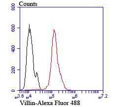 Anti-villin1 Antibody (7N900)