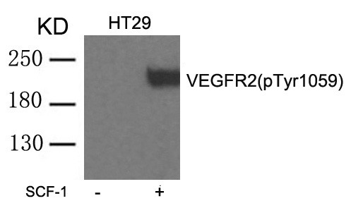 Anti-Phospho-VEGFR2/KDR (Tyr1059) Polyclonal Antibody 3