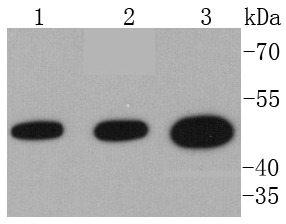 Anti-VASP Antibody (9M719)