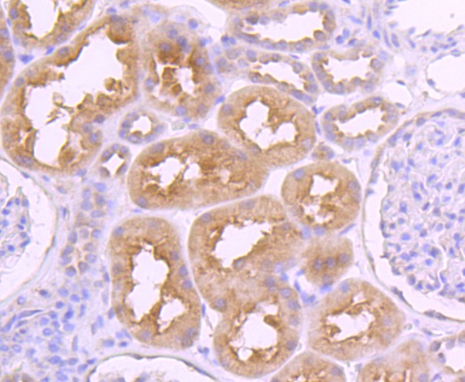 Anti-VAMP8 Antibody (4K35)