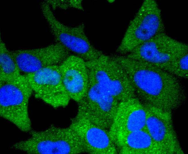 Anti-Vav2 Antibody (1D552)