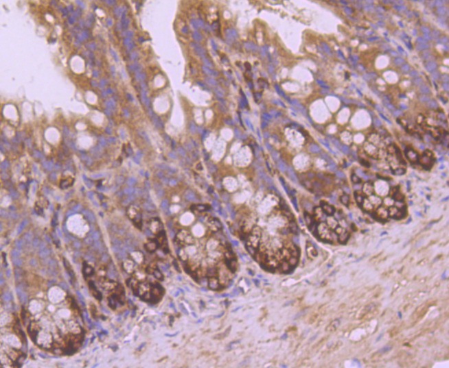 Anti-VAMP8 Antibody (4K35)