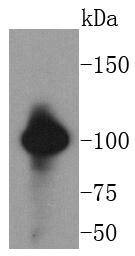 Anti-Vav2 Antibody (1D552)