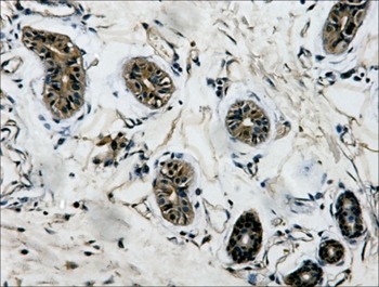 Anti-TUBB Antibody (7E229)