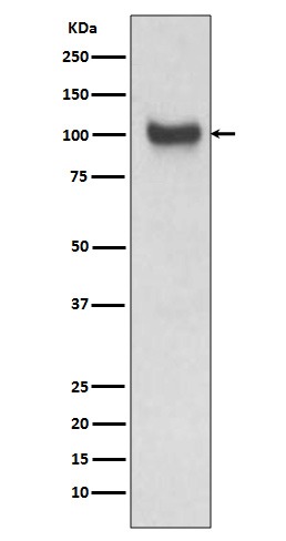 Anti-VCAM-1 Antibody (4M671)