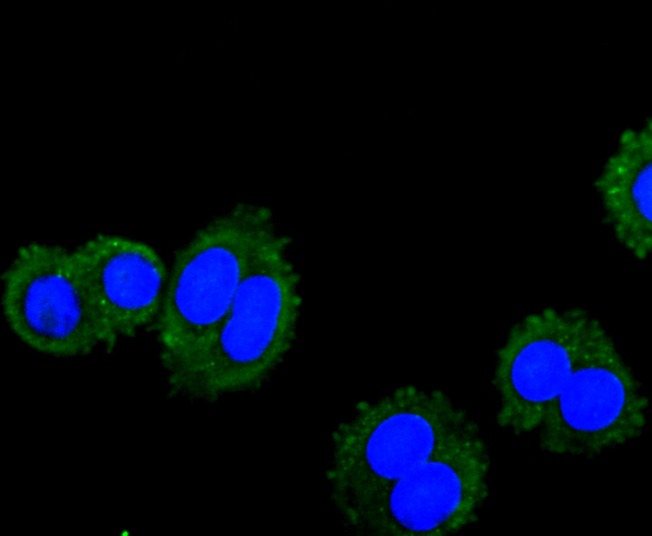 Anti-VAMP8 Antibody (4K35)