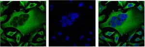 Anti-TUBB3 Antibody (1Z129)