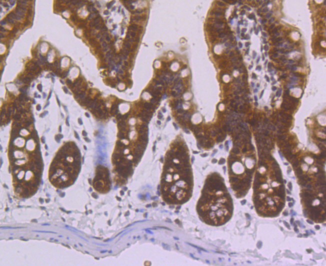 Anti-villin1 Antibody (7N900)
