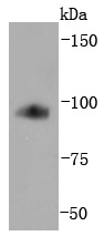Anti-Transferrin Receptor/TFRC Antibody (4M349)