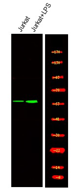 Anti-Phospho-TRF2 (Thr188) Polyclonal Antibody