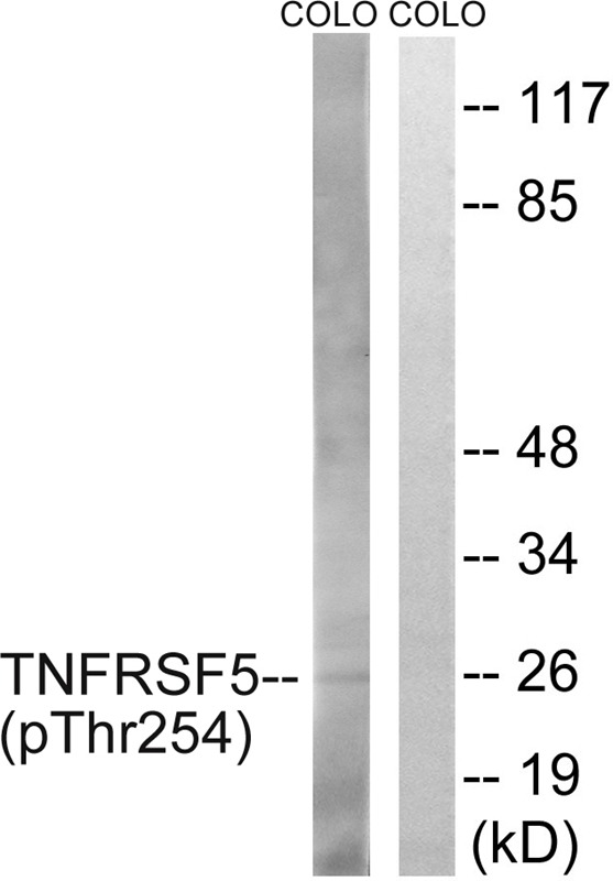 Anti-Phospho-CD40 (Thr254) Polyclonal Antibody