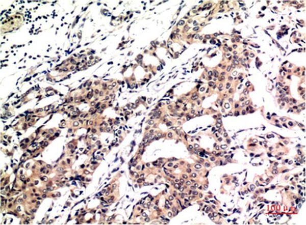 Anti-UBB Antibody (8Y6)