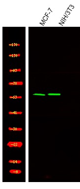 Anti-Phospho-TRF2 (Ser323) Polyclonal Antibody