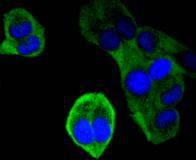 Anti-Ubiquitin D Antibody (7G418)
