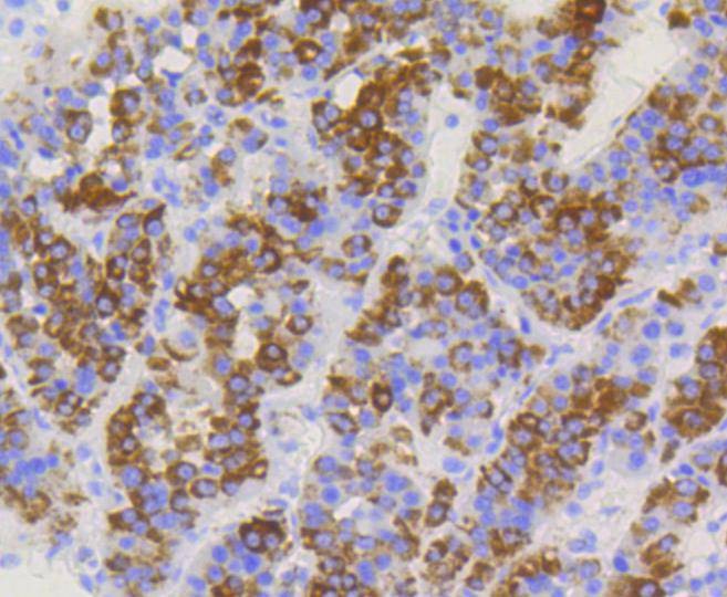 Anti-TOMM20 Antibody (6C702)