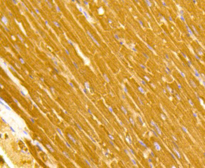 Anti-TOMM20 Antibody (6C702)