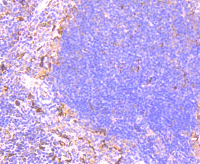 Anti-TLR2 Antibody (7H593)