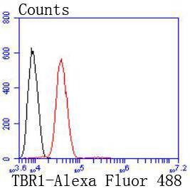 Anti-TBR1 Antibody (1Z281)