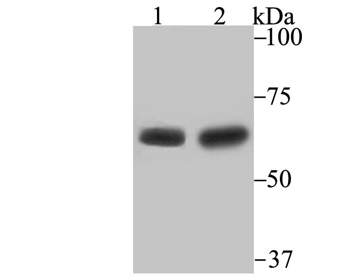 Anti-STIP1 Antibody (2K15)