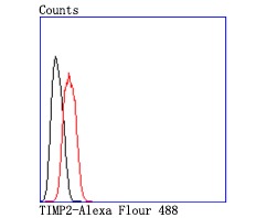 Anti-TIMP-2 Antibody (9V262)
