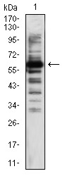 Anti-KAT5 Antibody (3A803)