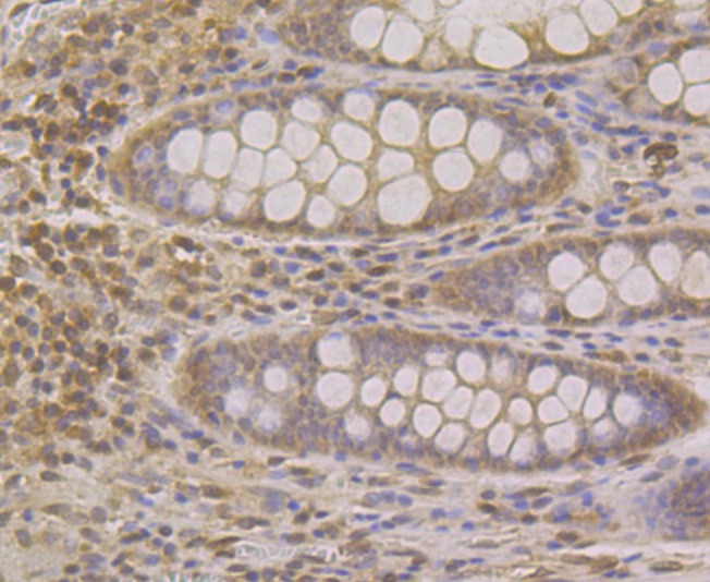 Anti-SUN1 Antibody (3B391)