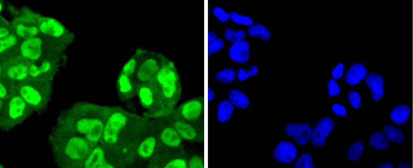 Anti-SUMO4 Antibody (4W157)
