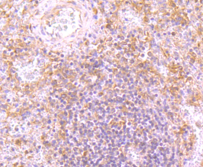 Anti-TLR2 Antibody (7H593)