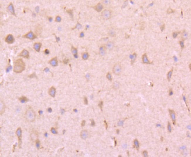 Anti-tPA Antibody (2G74)