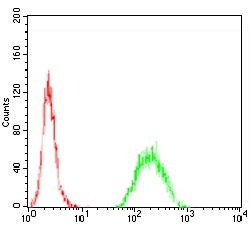 Anti-KAT5 Antibody (3A803)