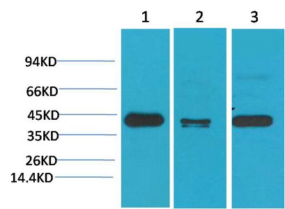 Anti-TBP Antibody (2O811)