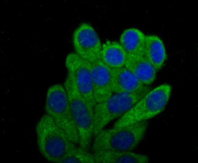 Anti-TLR2 Antibody (7H593)