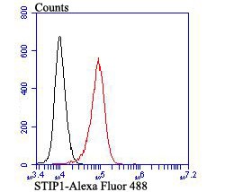 Anti-STIP1 Antibody (2K15)