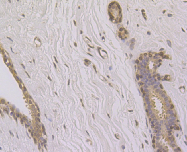 Anti-SUN1 Antibody (3B391)