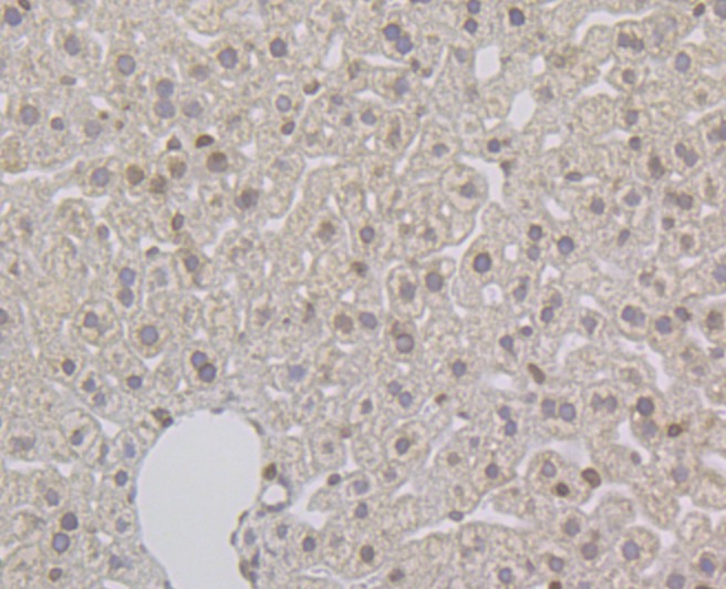 Anti-SUN2 Antibody (2Y616)