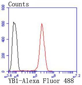 Anti-YB1 Antibody (1K676)