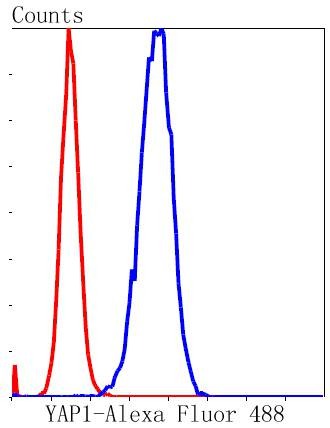 Anti-YAP1 Antibody (7R366)