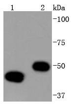 Anti-YB1 Antibody (1K676)