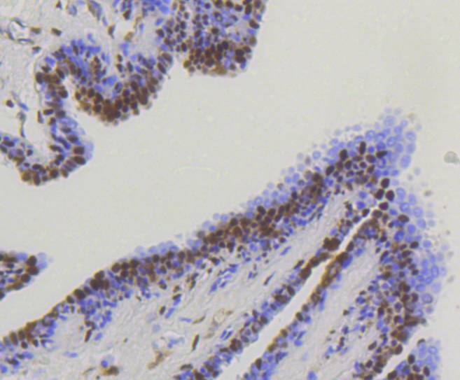 Anti-YAP1 Antibody (7R366)