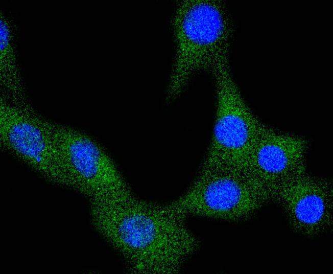 Anti-FLT1 Antibody (9B367)