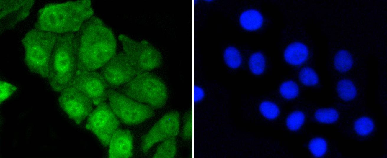 Anti-YAP1 Antibody (7R366)