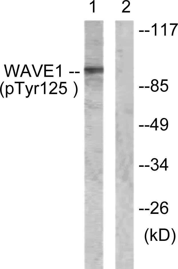 Anti-Phospho-WAVE1 (Tyr125) Polyclonal Antibody