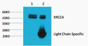 Anti-XRCC4 Antibody (2Z65)