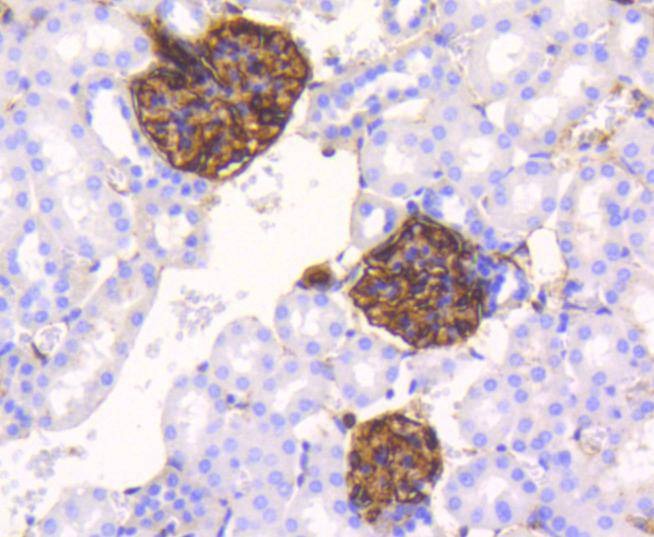 Anti-Vimentin Antibody (3N67)
