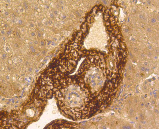 Anti-Vitronectin Antibody (8C403)