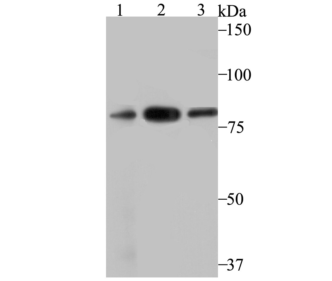 Anti-VPS35 Antibody (7F247)