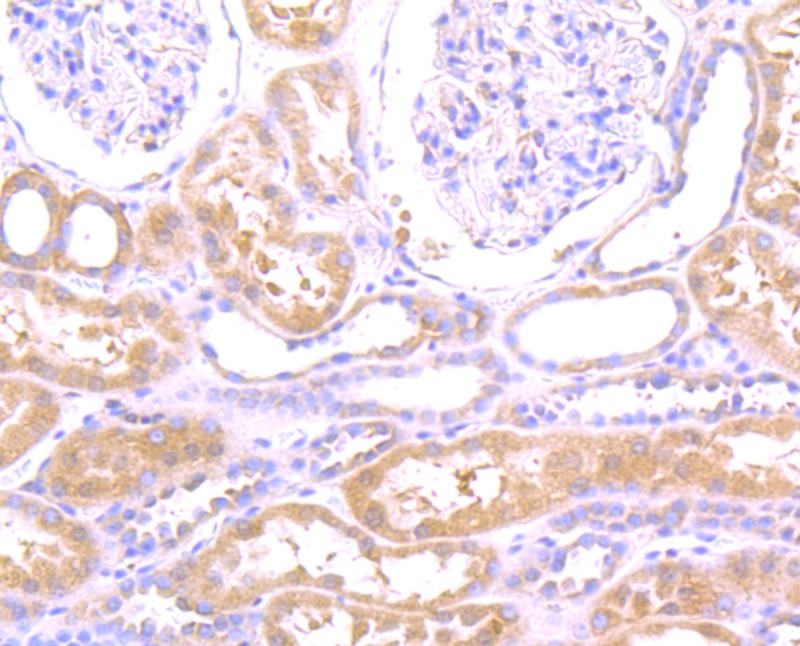 Anti-WASL Antibody (8M531)