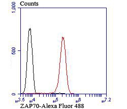 Anti-ZAP70 Antibody (2J161)