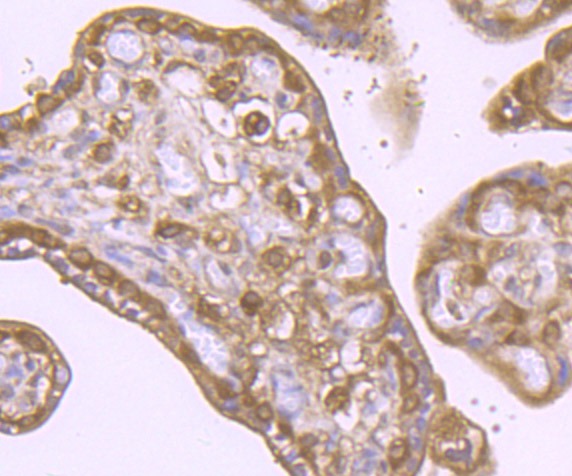 Anti-VPS35 Antibody (7F247)