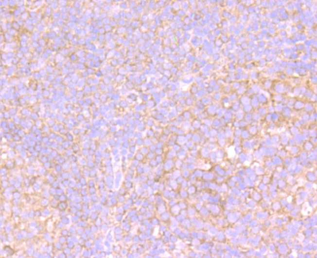 Anti-VPS26 Antibody (5Y706)